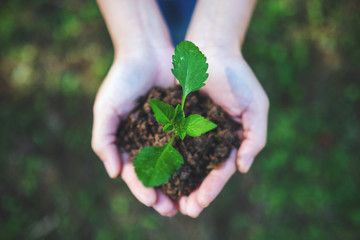 Top view image of hands holding small tree with soil to grow with nature background