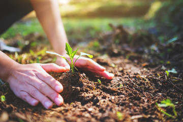 Closeup image of people preparing to grow a small tree with soil in the garden