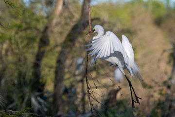 Nesting White Egret