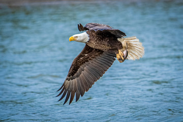 Bald Eagle fishing on James River