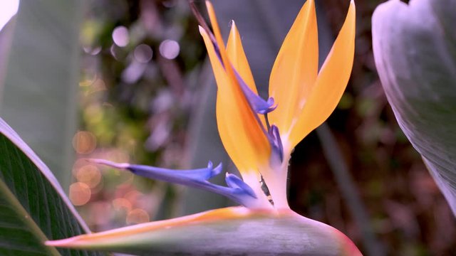 This 4K macro footage is of a Bird of Paradise (Strelitziaceae) flower surrounded by vegetation.