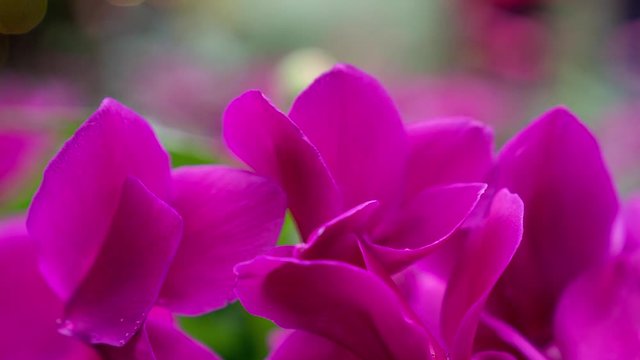 This 4K macro footage is of magenta Cyclamen (sowbread) flowers and a green background bokeh.