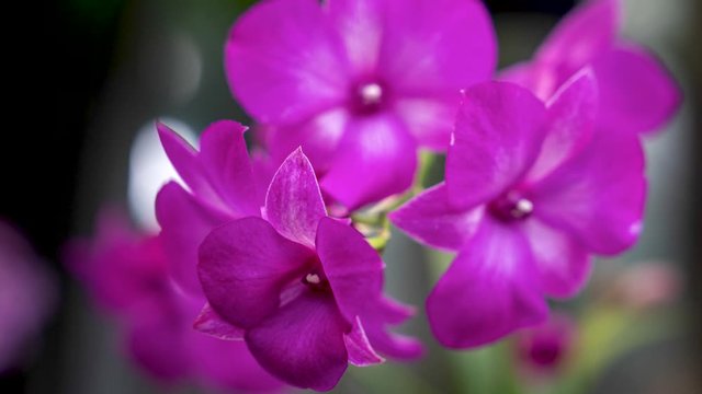 This 4K macro footage is of pink / magenta Venda Orchid flowers and a green background bokeh.