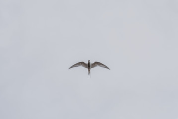 A lone gull against a grey overcast sky