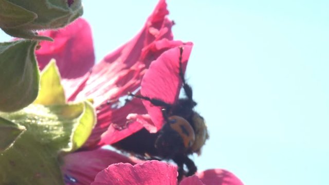 Strong wind. Sphecius speciosus in family Crabronidae, cicada killer or cicada hawk, is large digger wasp species inside in wild flower Malva Moschata, Musk Mallow or Musk-Mallow, is species in family