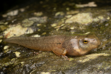 Mexican Tree Frog (Smilisca baudinii) tadpole