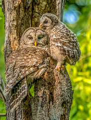 Female Owl and Owlet Chick
