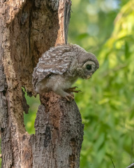 Female Owl and Owlet Chick