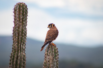 Halcón en el Desierto de la Tatacoa