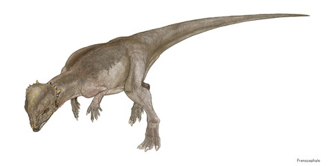Obraz na płótnie Canvas プレノケファレ　白亜紀後期に生息した小型の堅頭竜類の恐竜。多くの点で近縁種のホマロケファレと似ており、プレノケファレはその成体である可能性もある。頭部が良好な状態で発見されているが他の骨格はあまり目立った発見に至っておらず、想像図は同じイメージの大型種であるパキケファロサウルスを基に描いている。