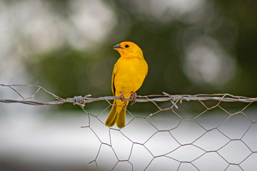Canario en el Desierto de la Tatacoa