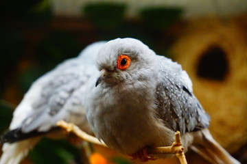 close up of a diamond dove sitting on a branch