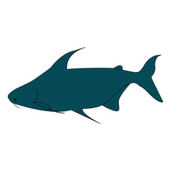 Draft of Mekong giant catfish,native to the Mekong basin in Southeast Asia and adjacent China