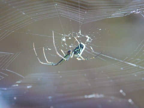 ara&ntilde;a cazando en telara&ntilde;a