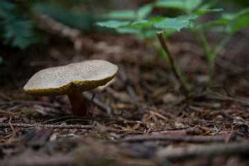 mushroom on forest floor pnw