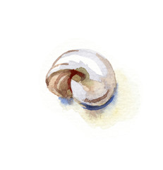 Hand paint watercolor seashell. Nautilus illustration on white background