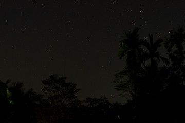 palm tree and starry sky