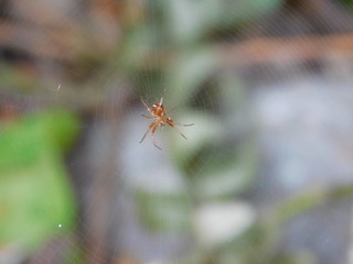 araña pequeña tejiendo red de telaraña