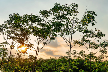 Plantation tree rubber or latex tree rubber in southern Thailand