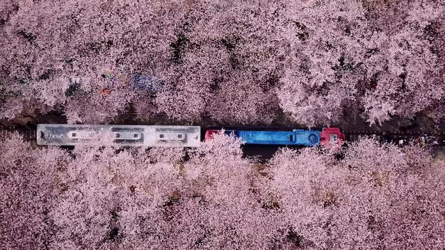 Top view Video at jinhae cherry blossom,Busan City,South Korea