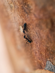 Ants crawling on a tree