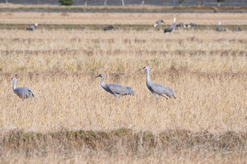 Family of sandhill cranes in Izumi city, Kagoshima prefecture, Japan