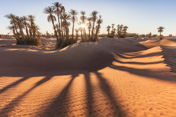 Palms on the Sahara desert, Merzouga, Morocco Colorful sunset in the desert above the oasis with...