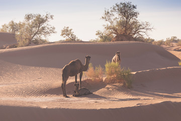 Mother and baby camel in Sahara desert, beautiful wildlife near oasis. Camels walking in the Morocco. Brown female trampler with white cub. One-humped camels. Picturesque sunny day with blue sky