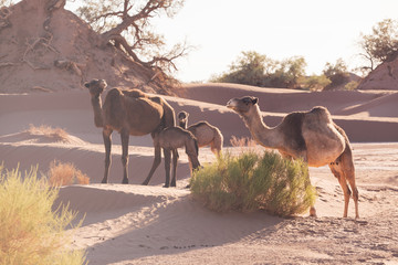 Mother and baby camel in Sahara desert, beautiful wildlife near oasis. Camels walking in the...