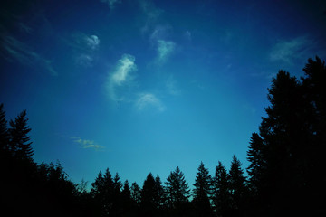 A dark tree line showing off a great big blue evening sky.