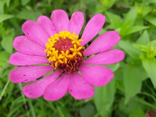 Obraz premium bee on flower