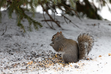 Squirrel. Eastern gray squirrel in the snow looking for seeds under the feeder