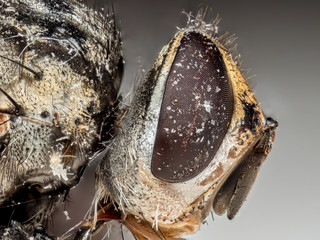 Macro Photo of Dead Housefly Isolated on Background
