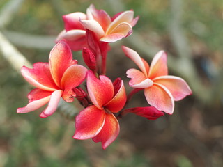 Pink - Red Frangipani flowers on blur background.