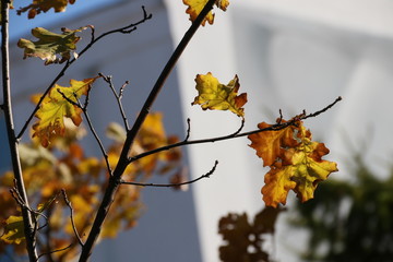 Ветки и листья