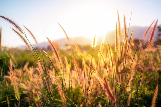 Yellow Grass Close Up View With Flower Look To Blue Sky On The Background. Beautiful Soft Grass Flower Or Poaceae.