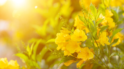 Macro bush of Yellow elder, Trumpetbush or Trumpet Flower on the branch