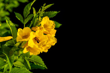 Bush of Yellow elder, Trumpetbush or Trumpet Flower on the branch isolated on black