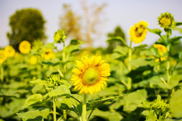 sunflower