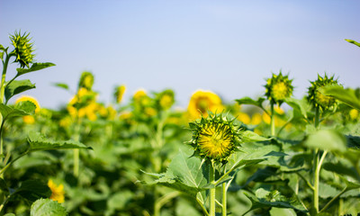 sunflower