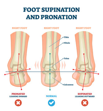 Supination Images – Browse 1,235 Stock Photos, Vectors, and Video