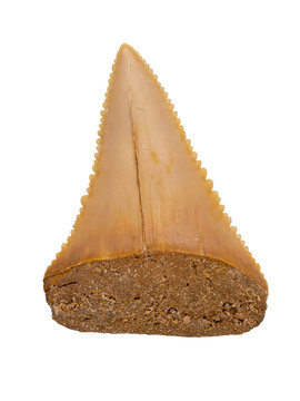 Fossil great white shark tooth, lingual, isolated copyright ernie cooper 2019