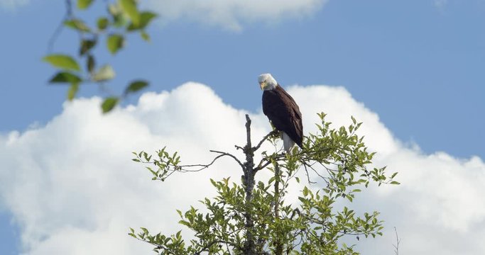 American National Bird Bald Eagle Sitting on Tree Top