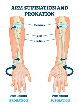 Arm supination and pronation vector illustration. Labeled anatomical scheme