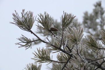 Ветка сосны в инее