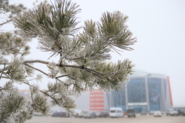 Ветка сосны