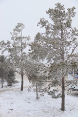 Сосны в Инее