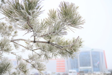 Сосновая ветка в инее