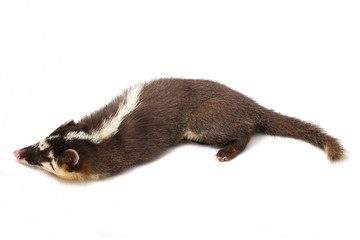 The Javan ferret-badger (Melogale orientalis) is a mustelid endemic to Java and Bali, Indonesia....