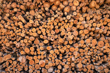 Eucalyptus wood or wood log for construction buildings background and texture